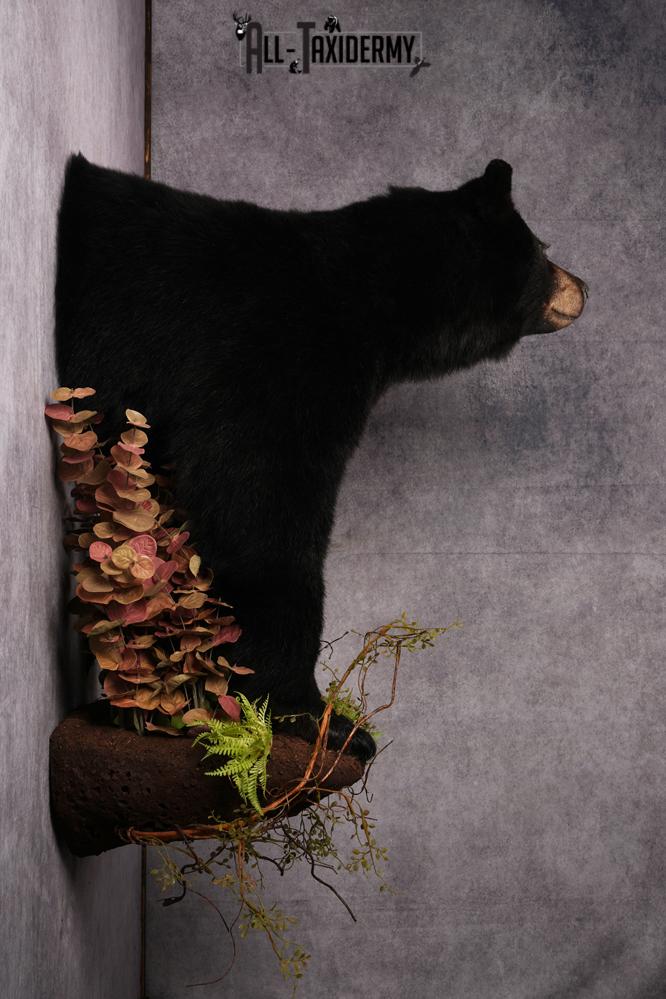 Half body black bear taxidermy mount SKU 2273 - Image 3