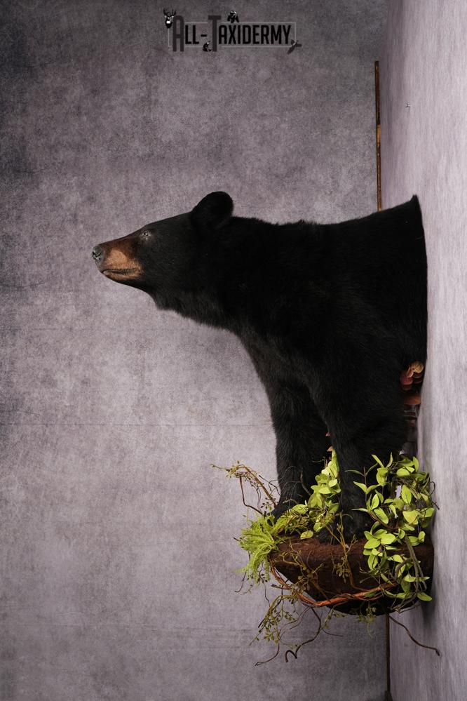 Half body black bear taxidermy mount SKU 2273 - Image 2