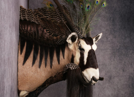 Gemsbok Mythical Taxidermy