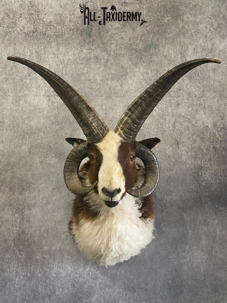 Jacobs 4 horn sheep taxidermy mount SKU 2592