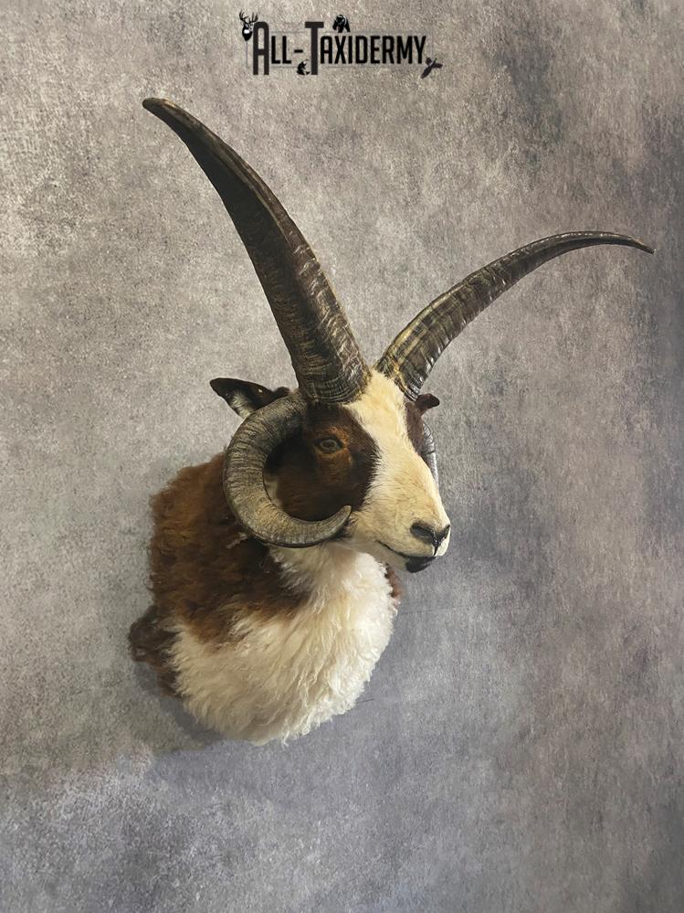 Jacobs 4 horn sheep taxidermy mount SKU 2592 - Image 3