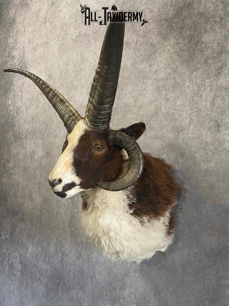 Jacobs 4 horn sheep taxidermy mount SKU 2592 - Image 2