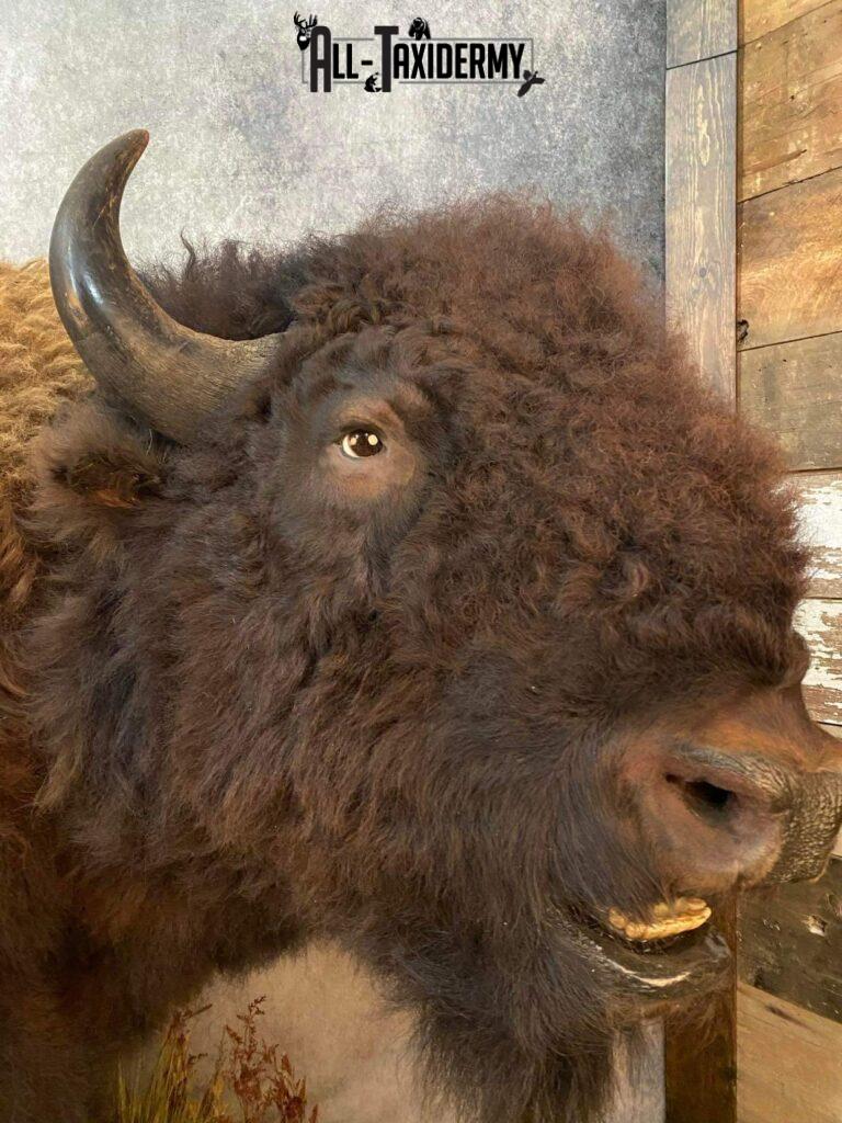 Full Body Bison Taxidermy Mount SKU 2594 - All Taxidermy