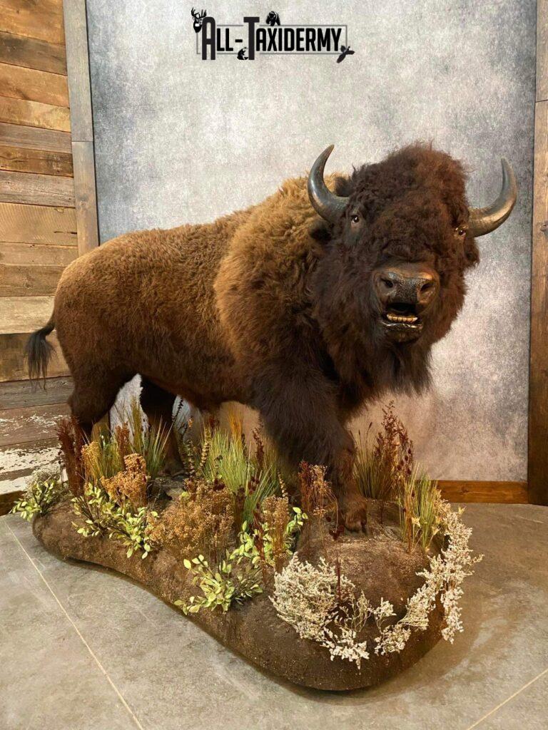 Full Body Bison Taxidermy Mount SKU 2594 - All Taxidermy