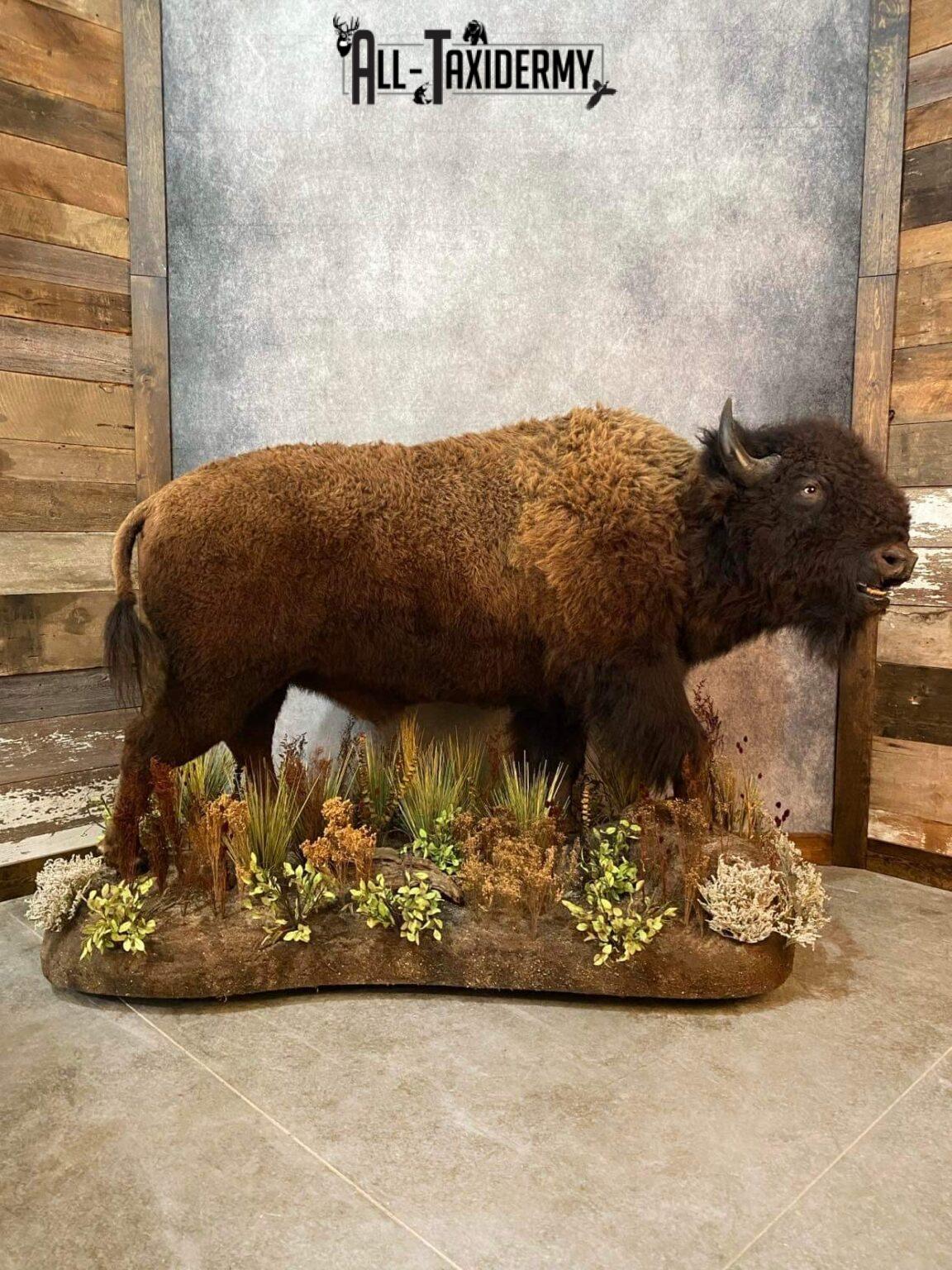 Creature Mounts Full Body Bison Taxidermy Mount SKU 2594 - All Taxidermy