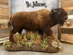 Bison Taxidermy