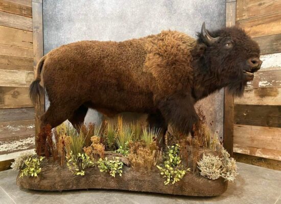Bison Taxidermy