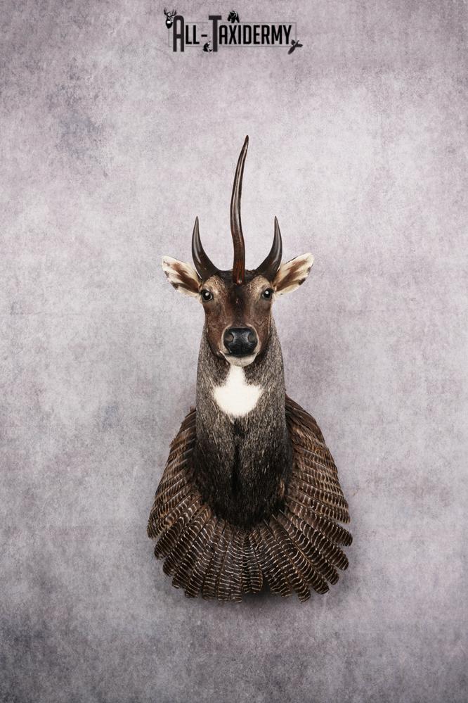 Mythical Creature Sku 2602 All Taxidermy