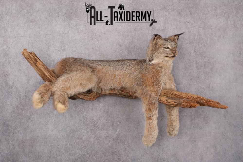 Lynx Taxidermy Mount SKU 2611