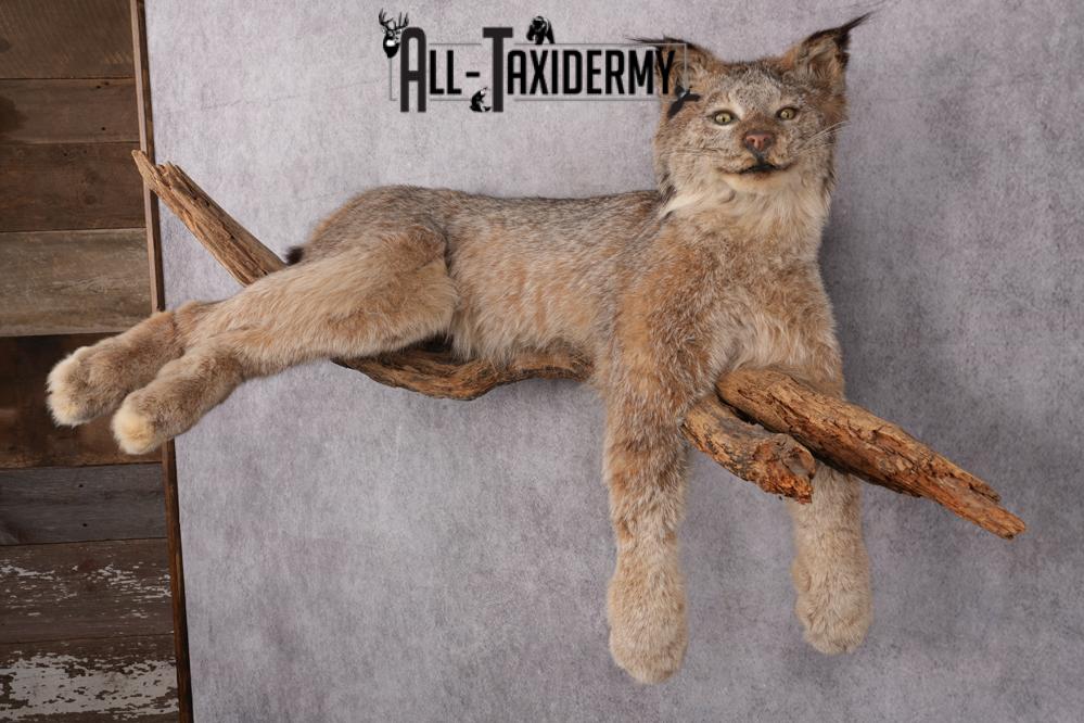 Lynx Taxidermy Mount SKU 2611 - Image 13