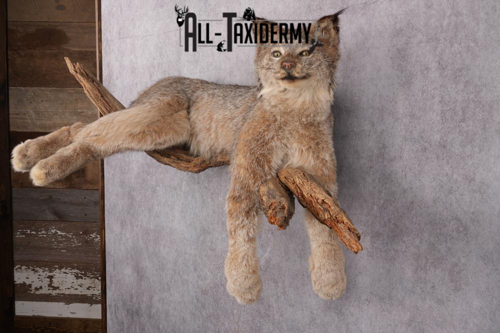 Lynx Taxidermy Mount SKU 2611 - Image 12