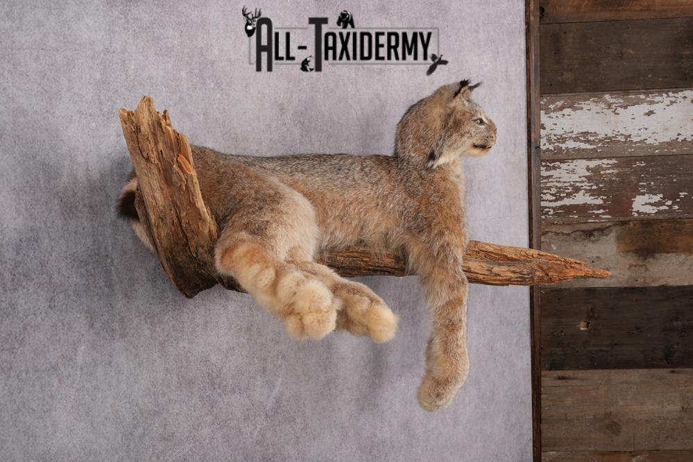 Lynx Taxidermy Mount SKU 2611 - Image 11