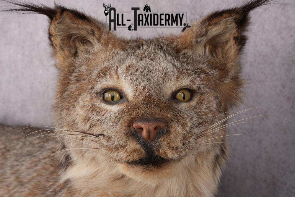 Lynx Taxidermy Mount SKU 2611 - Image 9