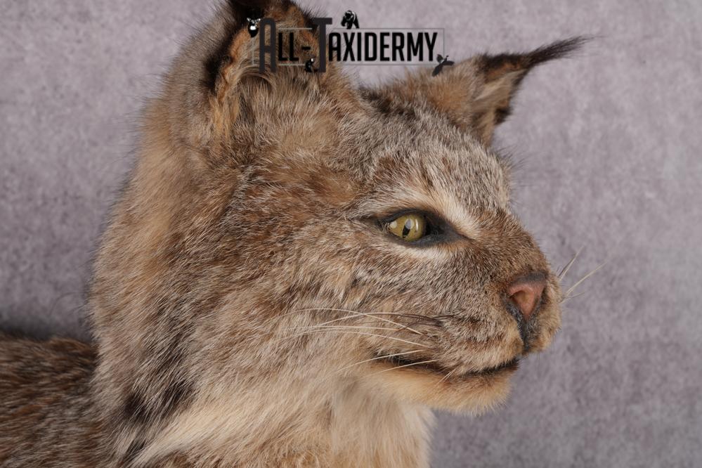 Lynx Taxidermy Mount SKU 2611 - Image 8