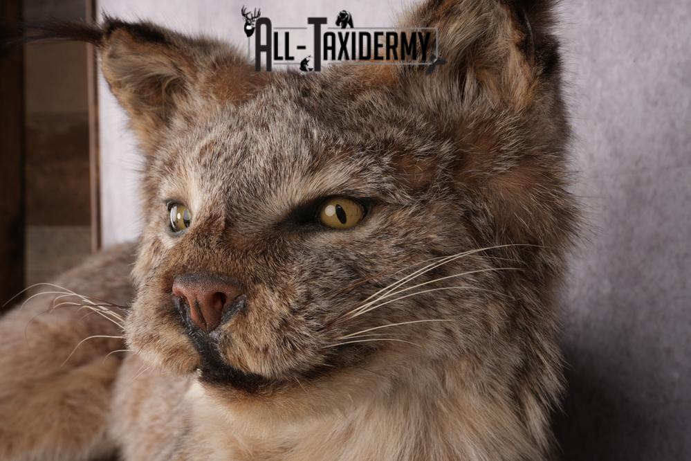 Lynx Taxidermy Mount SKU 2611 - Image 7