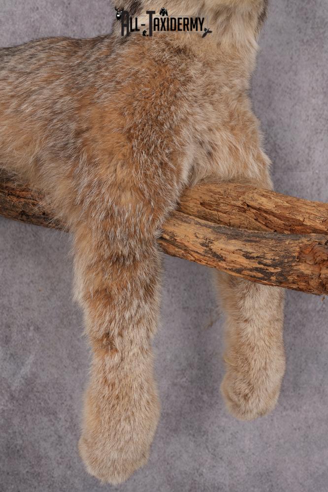 Lynx Taxidermy Mount SKU 2611 - Image 6