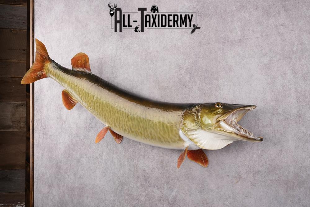 Muskie Taxidermy Mount SKU 2622 - Image 8