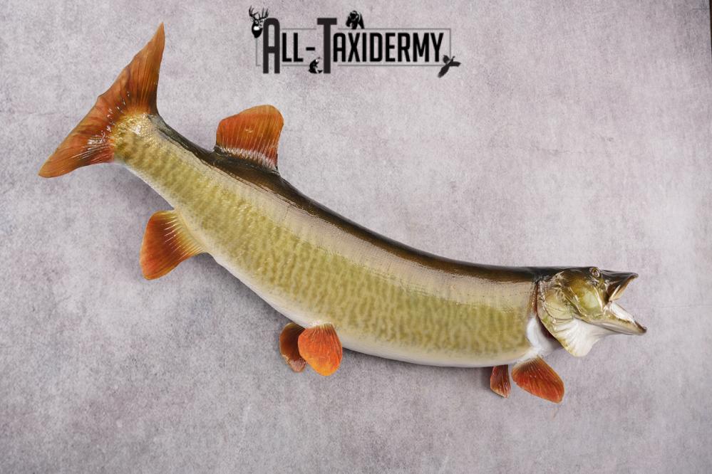 Muskie Taxidermy Mount SKU 2622 - Image 6
