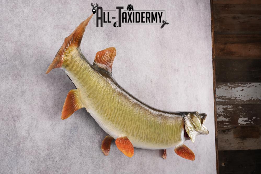 Muskie Taxidermy Mount SKU 2622 - Image 5