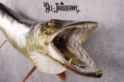 Muskie Taxidermy Mount SKU 2622