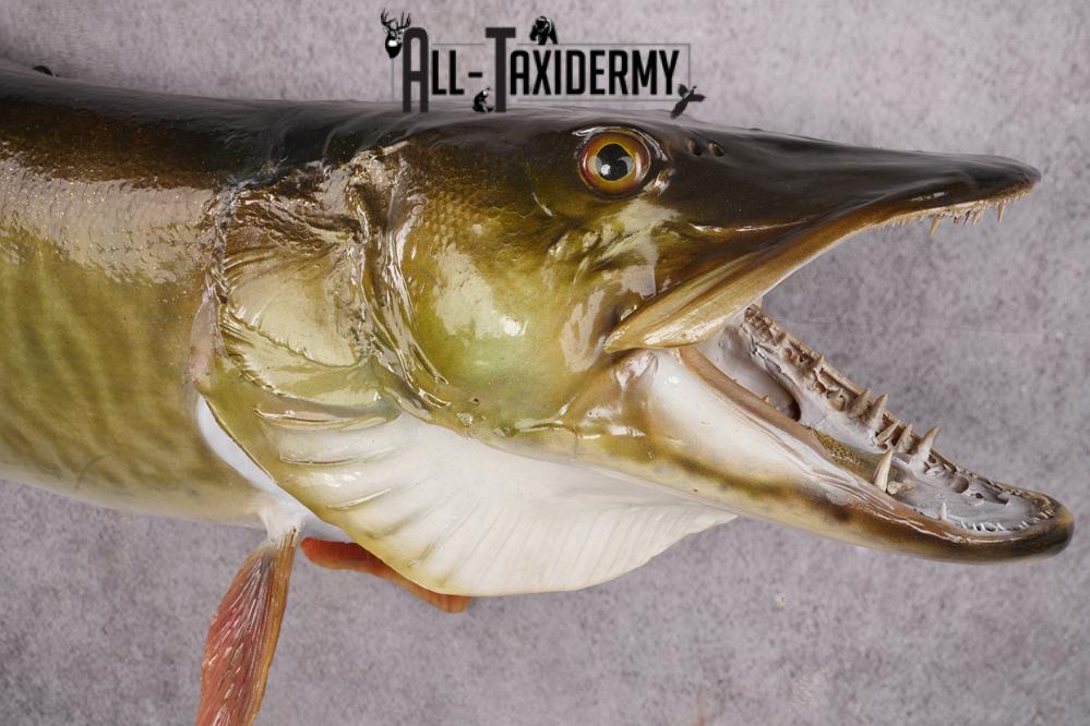Muskie Taxidermy Mount SKU 2622 - Image 3