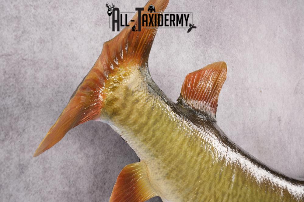 Muskie Taxidermy Mount SKU 2622 - Image 2