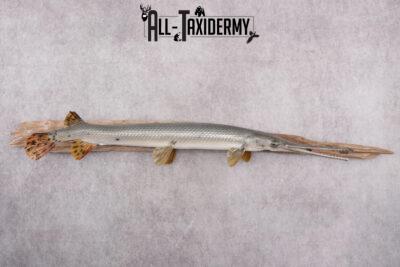 Needle Nose Gar Fish SKU 2603