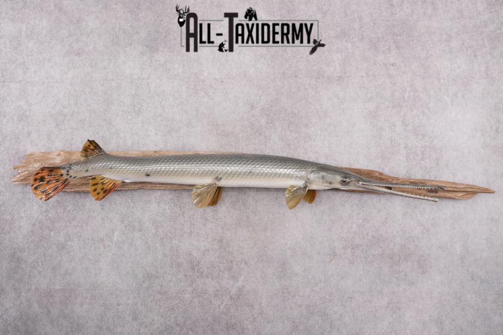 Gar Fish Dissection Needle Nose Gar Fish SKU 2603 - All Taxidermy