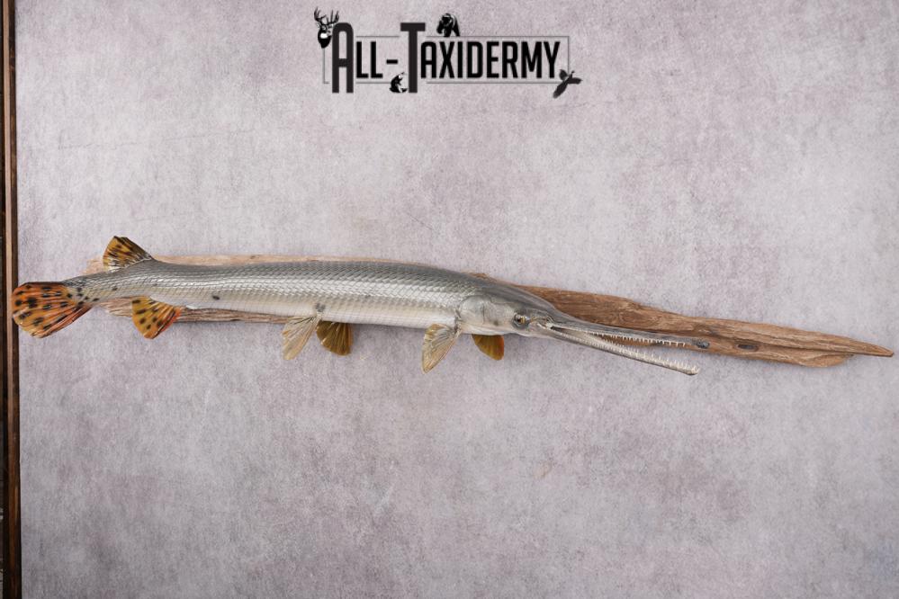 Gar Fish Dissection Needle Nose Gar Fish SKU 2603 - All Taxidermy
