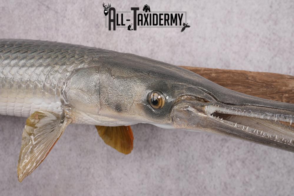 Gar Fish Dissection Needle Nose Gar Fish SKU 2603 - All Taxidermy