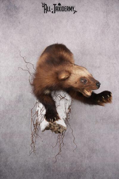 Wolverine Taxidermy mount SKU 2578