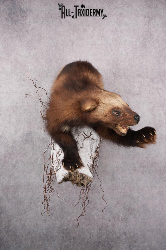 Wolverine Taxidermy mount SKU 2578
