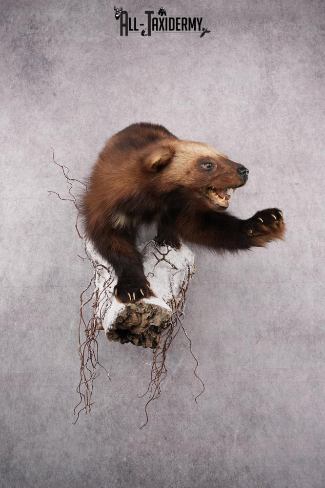 Wolverine Taxidermy mount SKU 2578 - Image 9