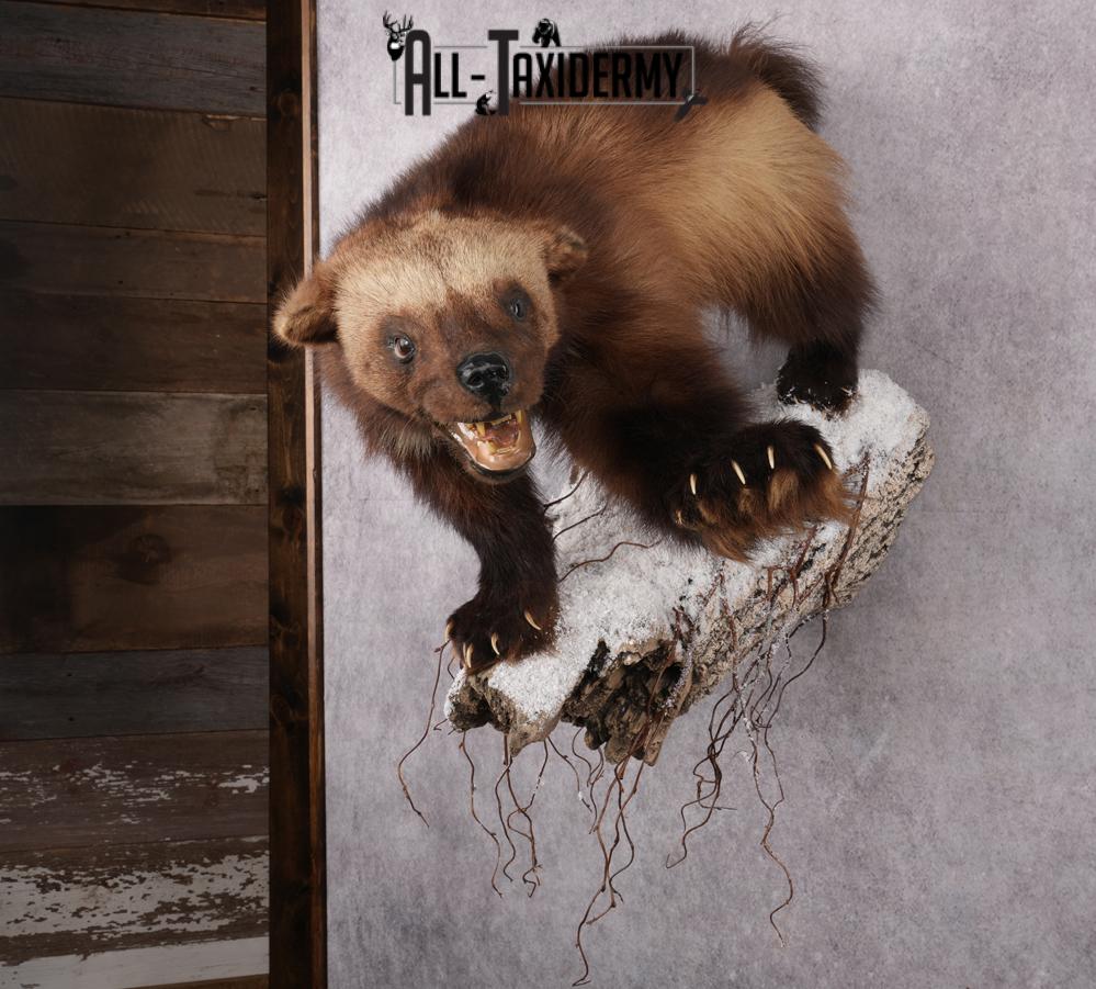Wolverine Taxidermy mount SKU 2578 - Image 8