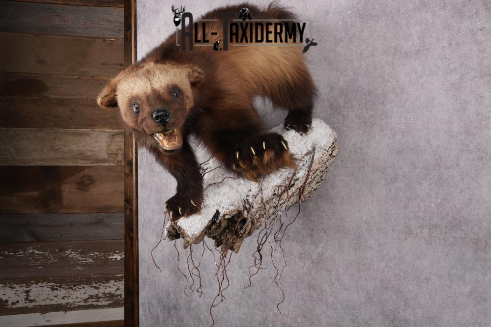 Wolverine Taxidermy mount SKU 2578 - Image 7