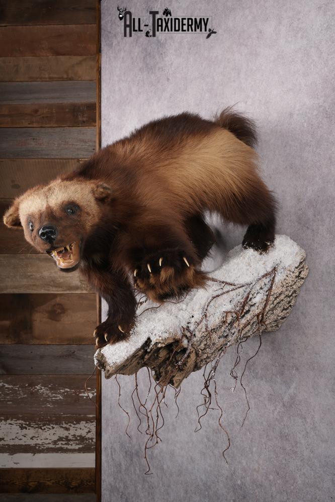 Wolverine Taxidermy mount SKU 2578 - Image 6