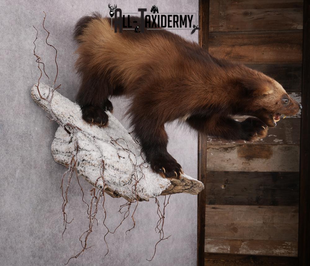 Wolverine Taxidermy mount SKU 2578 - Image 4