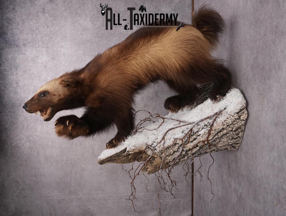 Wolverine Taxidermy mount SKU 2578 - Image 3