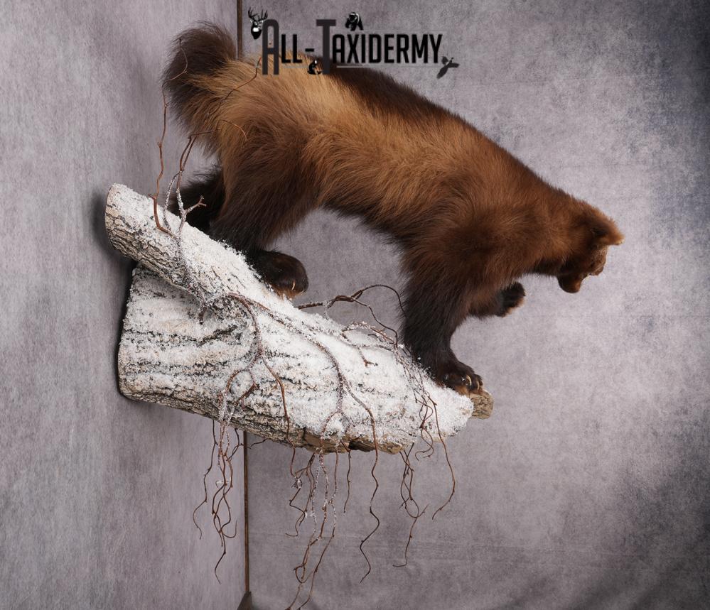 Wolverine Taxidermy mount SKU 2578 - Image 2