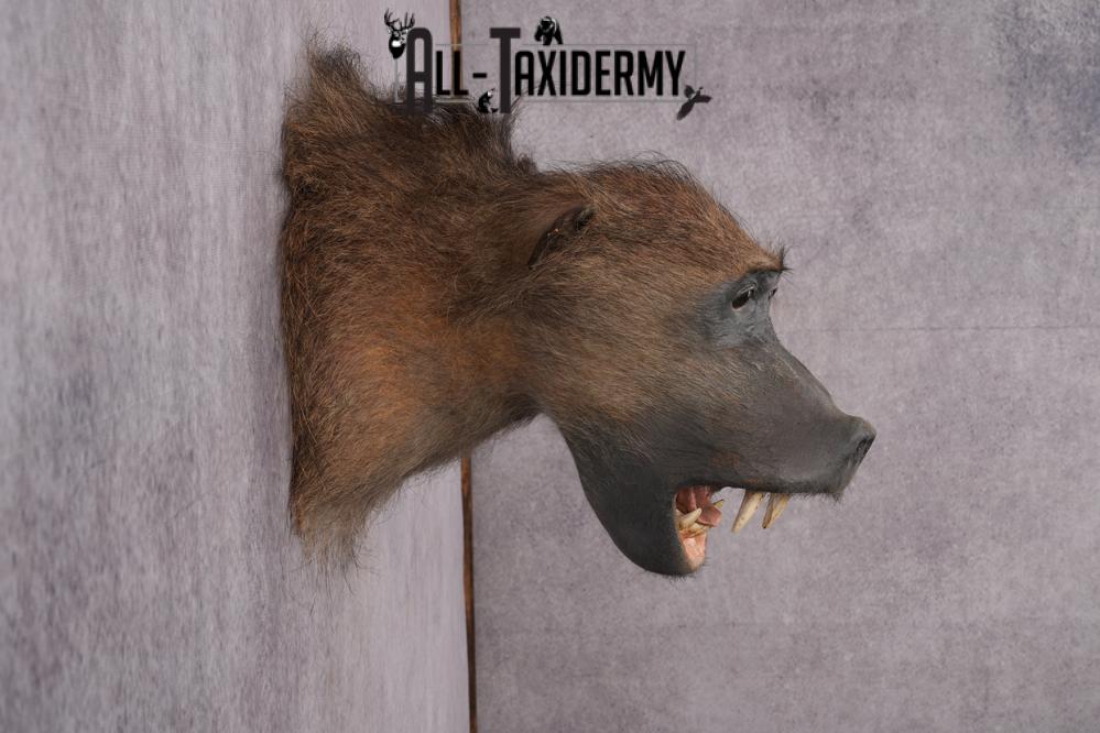 African Baboon Taxidermy Shoulder Mount SKU 2612 - Image 11
