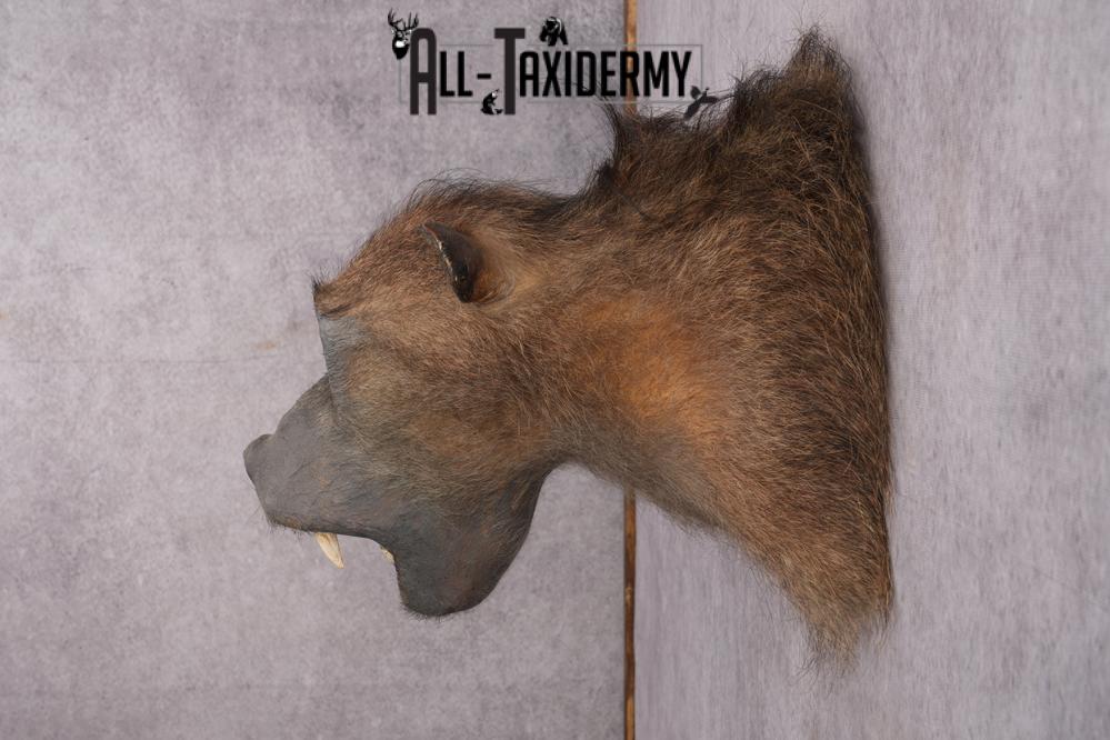 African Baboon Taxidermy Shoulder Mount SKU 2612 - Image 10