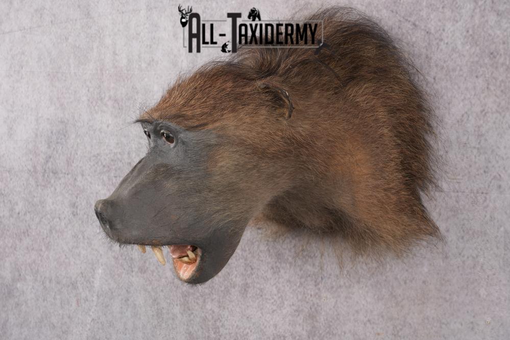 African Baboon Taxidermy Shoulder Mount SKU 2612 - Image 8
