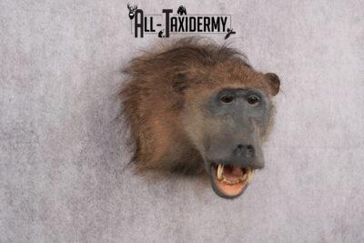 African Baboon Taxidermy Shoulder Mount SKU 2612