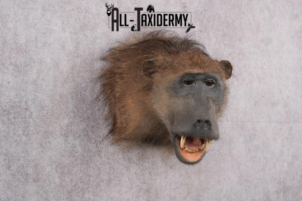 African Baboon Taxidermy Shoulder Mount SKU 2612
