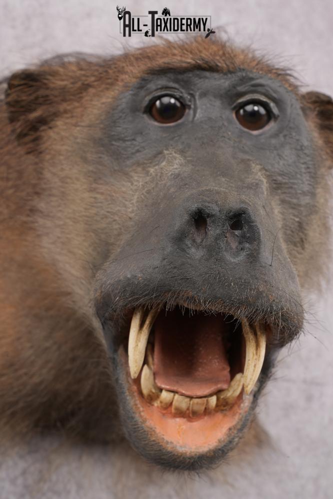 African Baboon Taxidermy Shoulder Mount SKU 2612 - Image 5