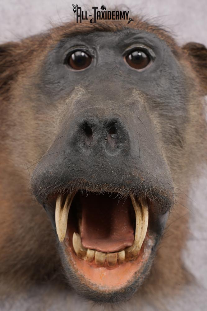 African Baboon Taxidermy Shoulder Mount SKU 2612 - Image 4