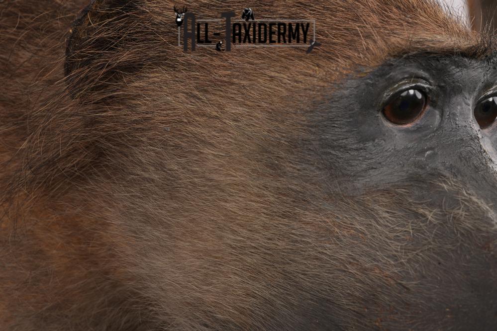 African Baboon Taxidermy Shoulder Mount SKU 2612 - Image 3