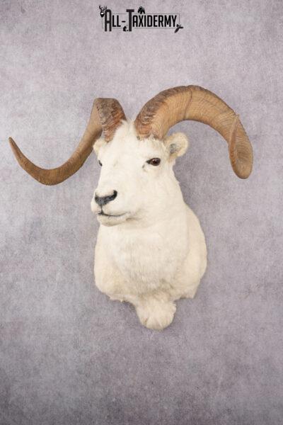 Alaskan Dall Sheep Taxidermy Mount SKU 2625