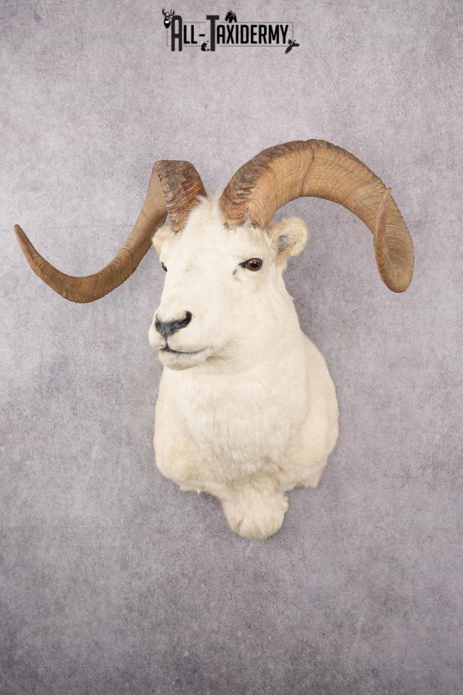 Alaskan Dall Sheep Taxidermy Mount SKU 2625
