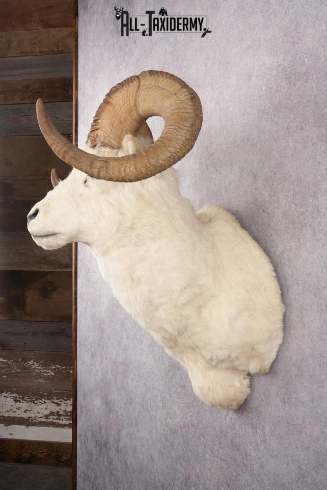 Alaskan Dall Sheep Taxidermy Mount SKU 2625 - Image 9